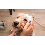 banho natural para cachorros marcar ZR Zona Residencial