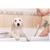banho natural para cães e gatos marcar Plano Piloto