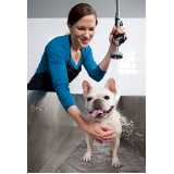 banho natural para cães e gatos SETOR DE CLUBES NORTE