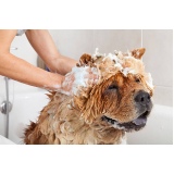 banho terapêutico animal clínica SIA