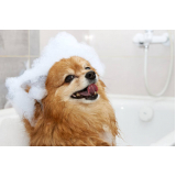 banho terapêutico para animais de estimação Lado norte