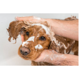 banho terapêutico para cachorro clínica Lago