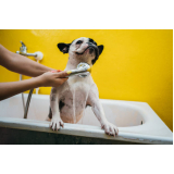 banho terapêutico para cachorro Eixo L