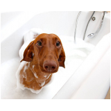 banho terapêutico para cachorros clínica Guará