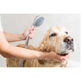 banho terapêutico para cachorros Lago