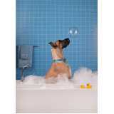 banho terapêutico para cães clínica Noroeste