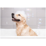Banho Terapêutico para Pets