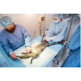 cirurgia cardíaca veterinária marcar Lado Sul