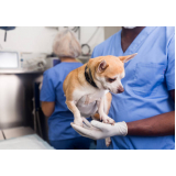 cirurgia de castração de cachorro Condomínio Quintas da Alvorada