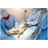 cirurgia de castração veterinária agendar ERL Sul
