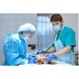 cirurgia de castração veterinária marcar SIA