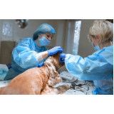 cirurgia de castração veterinária Plano Piloto