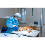 cirurgia geral veterinária marcar Asa Sul