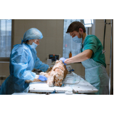 cirurgia geral veterinária SIG Setor de Indústrias Gráficas