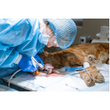cirurgia medicina veterinária marcar ERL Sul