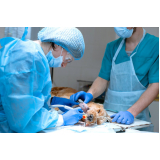cirurgia medicina veterinária Octogonal/Sudoeste