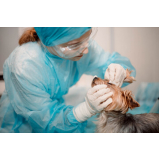 cirurgia oftalmológica veterinária SCN SETOR COMERCIAL NORTE