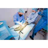 cirurgia ortopédica veterinária agendar ZfN Zona Industrial