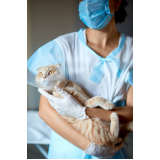 cirurgia para animais domésticos Centro