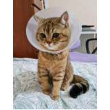 cirurgia para gatos agendar Esplanada dos Ministérios