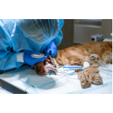 cirurgia reconstrutiva veterinária agendar Guara
