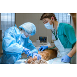 cirurgia reconstrutiva veterinária Cruzeiro Velho