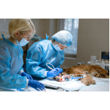 clínica de cirurgia veterinária castração Distrito Federal