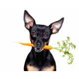 clínica especializada em alimentação natural para cachorros Setor Sudoeste