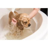 clínica especializada em banho natural cachorro EPNA Estrada Parque das Nações