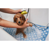 clínica especializada em banho natural para cachorro Águas Claras