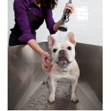 clínica especializada em banho natural para cachorros Esplanada dos Ministérios