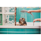 clínica especializada em banho natural para cães e gatos Octogonal