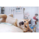 clínica especializada em cuidado paliativo cachorro SETOR MILITAR URBANO