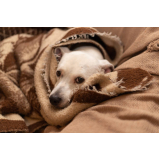 clínica especializada em cuidado paliativo para cães Grande Colorado