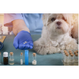 clínica especializada em homeopatia para animais de estimação Lago