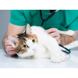 clínica especializada em medicina integrativa para cães e gatos Jardim botânico