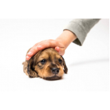 clínica especializada em medicina integrativa para cães BIOTIC