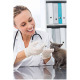 clínica especializada em neurologia gatos ZR Zona Residencial