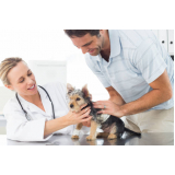 clínica especializada em neurologia para cachorro BIOTIC