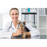 clínica especializada em neurologia para cachorros e gatos SCS SETOR COMERCIAL SUL