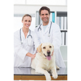 clínica especializada em neurologia para cachorros Jockey Club