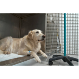 clínica especializada em ozonioterapia cachorros SHTS Setor Hoteleiro Sul