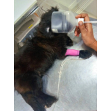 clínica especializada em ozonioterapia gatos Condomínio Alphavile