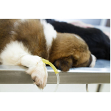 clínica especializada em ozonioterapia para cachorro ERL Norte