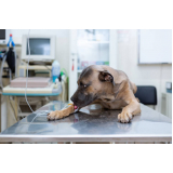 clínica especializada em ozonioterapia para cachorros EPNA Estrada Parque das Nações