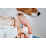 clínica especializada em ozonioterapia para cães e gatos Guara