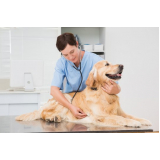 clínica geral medicina veterinária contato Condomínio Alphavile