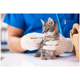 clínica medica e cirurgica de pequenos animais contato Setor Administrativo