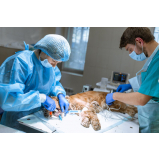 clínica que faz cirurgia de castração veterinária SHTS Setor Hoteleiro Sul