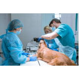 clínica que faz cirurgia medicina veterinária SHTN Setor Hoteleiro Norte